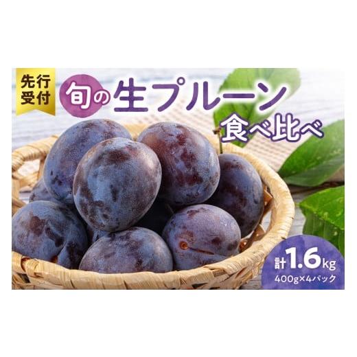 ふるさと納税 果物類 北海道 余市町 先行予約:2026年8月以降発送 旬の生プルーン 食べ比べ 1.6kg(400g×4パック)