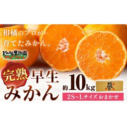 ふるさと納税 果物類 みかん 和歌山県 日高町 みかん [大好評につき在庫わずか ]早生 みかん 約 10kg (2S〜Lサイズ) どの坂果樹園[12月上旬-2月上旬頃出荷…