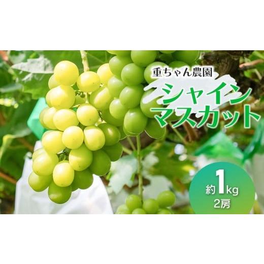ふるさと納税 ぶどう 山形県 鶴岡市 令和8年産先行予約 大人気 シャインマスカット 約1kg( 2房 ) 山形県鶴岡産 重ちゃん農園