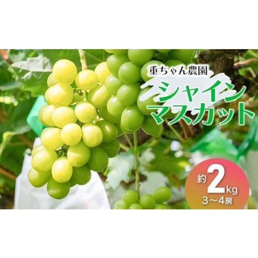 ふるさと納税 ぶどう 山形県 鶴岡市 令和8年産先行予約 大人気 シャインマスカット 約2kg(3〜4房) 山形県鶴岡産 重ちゃん農園