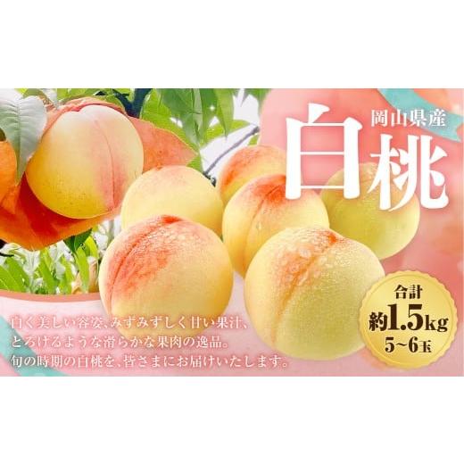 ふるさと納税 もも 岡山県 倉敷市 岡山県産 白桃 約1.5kg箱 5〜6玉 2026年7月上旬〜8月下旬迄発送予定 もも 桃 果物 くだもの フルーツ 国産 果実 冷蔵