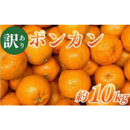 ふるさと納税 果物類 みかん 愛媛県 愛南町 訳あり ポンカン 約10kg サイズミックス 不揃い 傷 みかん 蜜柑 果物 柑橘 フルーツ 傷 不揃い ゼリー ジュース 農…