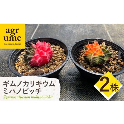 ふるさと納税 花・苗木 長崎県 長与町 ギムノカリキウム ミハノビッチ 2株 Gymnocalycium mihanovichii?長与町/アグリューム