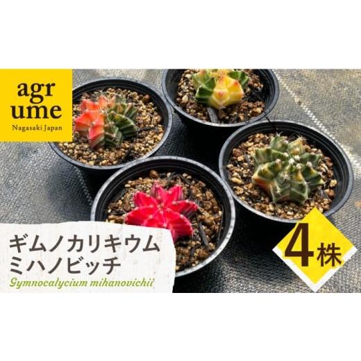 ふるさと納税 花・苗木 長崎県 長与町 ギムノカリキウム ミハノビッチ 4株 Gymnocalycium mihanovichii?長与町/アグリューム