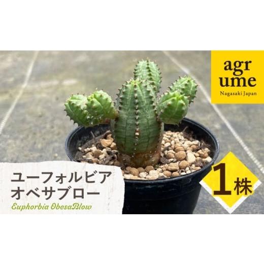 ふるさと納税 花・苗木 長崎県 長与町 Euphorbia ObesaBlow ユーフォルビア オベサブロー 1株 アグリューム/長与町