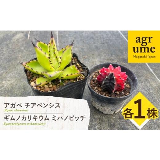 ふるさと納税 花・苗木 長崎県 長与町 ギムノカリキウム ミハノビッチ & アガベ チアペンシス 各1株 Gymnocalycium mihanovichii&Agave chiapensis 長与町…