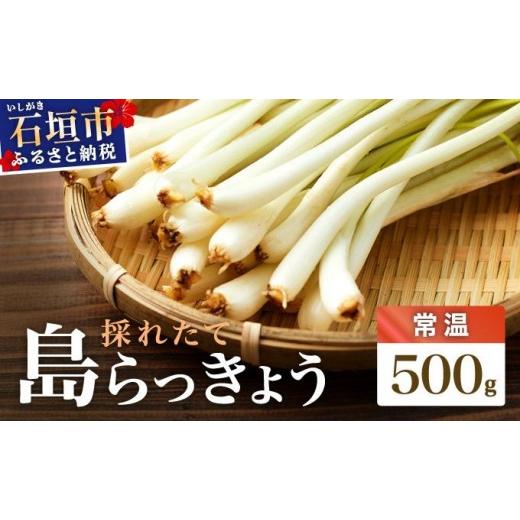ふるさと納税 野菜類 沖縄県 石垣市 2026年2月下旬〜5月下旬発送 採れたて島らっきょう 500g 沖縄県 石垣市 野菜 らっきょう 島らっきょう おつまみ 採れたて…