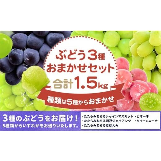 ふるさと納税 ぶどう マスカット 岡山県 笠岡市 ぶどう3種類おまかせセット たたらみねらるシャインマスカット たたらみねらる瀬戸ジャイアンツ たたらみねら…