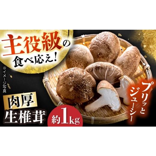 ふるさと納税 野菜類 きのこ 愛知県 瀬戸市 10月から順次発送 肉厚生椎茸(菌床)約1kg / しいたけ シイタケ きのこ キノコ 椎茸 / 瀬戸市 / フラットフィ…