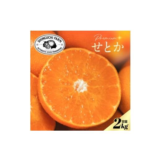 ふるさと納税 みかん・柑橘類 愛媛県 八幡浜市 贈答用 五代目が厳選した「柑橘の大トロ せとか」2kg D70-153 1707143