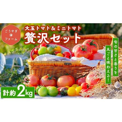 ふるさと納税 トマト 栃木県 鹿沼市 ごうやぎファームの大玉トマト&ミニトマト贅沢セット | 野菜 トマト ミニトマト 完熟 採れたて 直送 濃厚 新鮮 ビタミン …