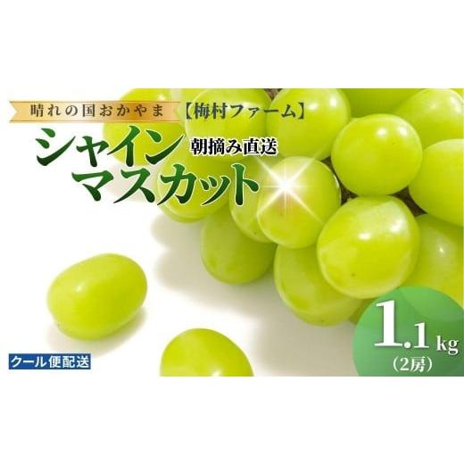 ふるさと納税 ぶどう マスカット 岡山県 鏡野町 2026年発送 先行予約 梅村ファーム 朝摘み直送 シャインマスカット(2房入り 1.1kg以上) 030-a016 2房入り(…