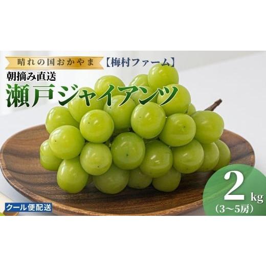ふるさと納税 ぶどう マスカット 岡山県 鏡野町 2026年発送 先行予約 梅村ファーム 朝摘み直送 瀬戸ジャイアンツ(3〜5房入り 約2.0kg) 030-a019 3〜5房(計…
