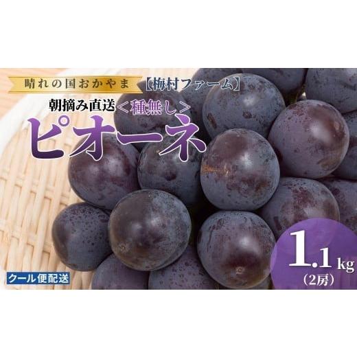 ふるさと納税 果物類 ぶどう 岡山県 鏡野町 2026年発送分 先行予約 梅村ファーム 朝摘み直送 ピオーネ(2房入り 1.1kg以上) 030-a020 2房(計1.1kg以上)