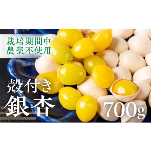ふるさと納税 野菜類 岐阜県 大垣市 銀杏 700g ぎんなん イチョウ いちょう 殻付き銀杏 殻付き 国産 おつまみ 秋の味覚 栽培期間中農薬不使用 保管 常温 保存 …