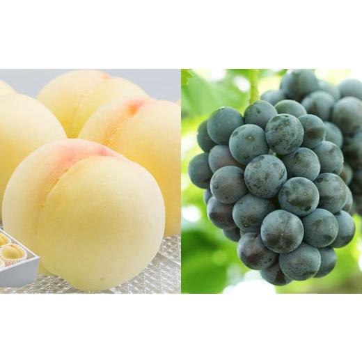 ふるさと納税 もも 岡山県 美咲町 詰合 / 白桃 (1玉220g以上) 2玉 ・ ニューピオーネ (1房480g以上) 2房 化粧箱入り 2026年7月下旬〜8月上旬迄発送予定 …