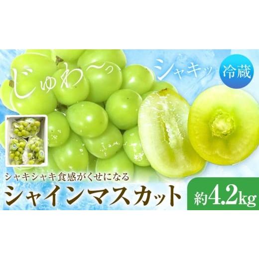 ふるさと納税 ぶどう マスカット 岡山県 浅口市 シャインマスカット 7-8房 4.2kg タンポポ農園[2026年9月上旬-10月下旬頃出荷]送料無料 岡山県 浅口市 フル…