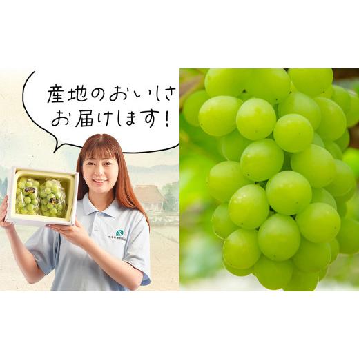 ふるさと納税 ぶどう 岡山県 美咲町  5回定期便 岡山県産 フルーツ定期便コース （マスカットオブアレキサンドリア ・ 白桃 ・ ニューピオーネ ・ シャインマ…_6