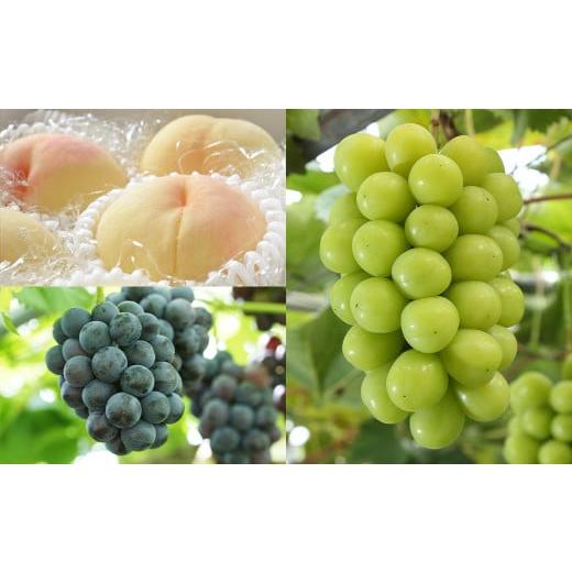 ふるさと納税 もも 岡山県 美咲町 3回定期便 岡山県産 フルーツ定期便コース (白桃 ・ ニューピオーネ ・ 晴王) 2026年7月上旬発送開始 / 3回 桃 もも 葡…