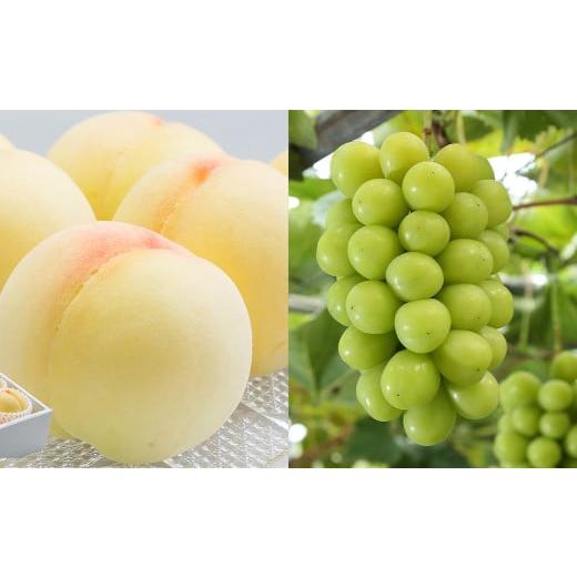 ふるさと納税 もも 岡山県 美咲町 2回定期便 岡山県産 フルーツ定期便コース(白桃 ・ シャインマスカット 晴王) 2026年7月上旬発送開始 / 2回 桃 もも マ…