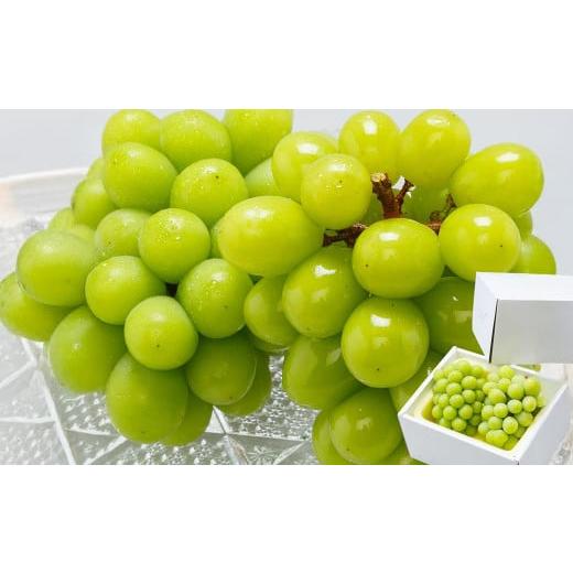 ふるさと納税 ぶどう マスカット 岡山県 美咲町 2回定期便 岡山県産 シャインマスカット 晴王 計2房 (1房600g以上) 2026年8月下旬発送開始 / 2回 マスカッ…