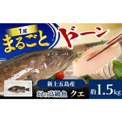ふるさと納税 魚貝類 長崎県 新上五島町 幻の超高級魚をご家庭で 養殖 クエ まるごと 1.5kg×1尾 豊建設株式会社