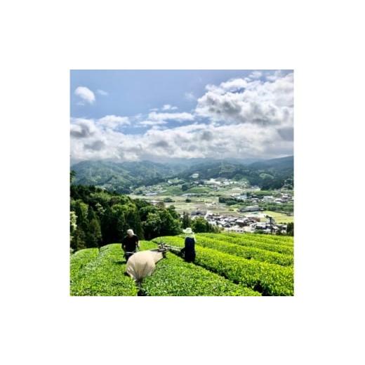 ふるさと納税 お茶類 京都府 和束町  6本 和束茶の香りを存分に味わうスパークリングティー | Apoptosis Sparkling 1651761の画像