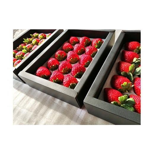 ふるさと納税 いちご 滋賀県 草津市 苺三種の宴・特選品 (紅ほっぺ・幸の香・みおしずく) (各9玉〜18玉入化粧箱・400g以上)×3箱 下笠いちご園