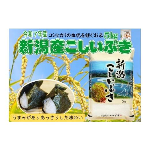 ふるさと納税 米 コシヒカリ 新潟県 阿賀野市 令和7年産 新潟産こしいぶき 5kg コシヒカリの美味しさを受け継ぐ 白米 精米 コシヒカリ系 早生品種 米 ごはん …