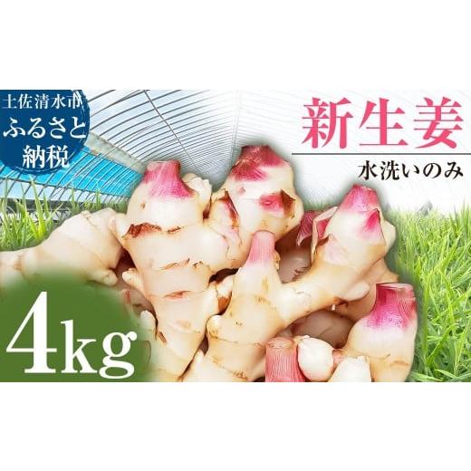 ふるさと納税 人参・大根・他根菜 高知県 土佐清水市 新生姜 4kg 水洗いのみ 生姜 生姜湯 ジンジャー しょうが ショウガ 4キロ 野菜 旬 季節限定 佃煮 甘酢漬…