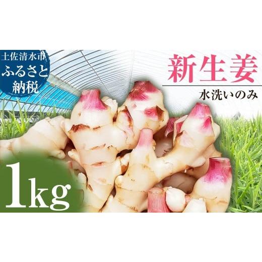 ふるさと納税 人参・大根・他根菜 高知県 土佐清水市 新生姜 1kg 水洗いのみ 生姜 生姜湯 ジンジャー しょうが ショウガ 1キロ 野菜 旬 季節限定 佃煮 甘酢漬…