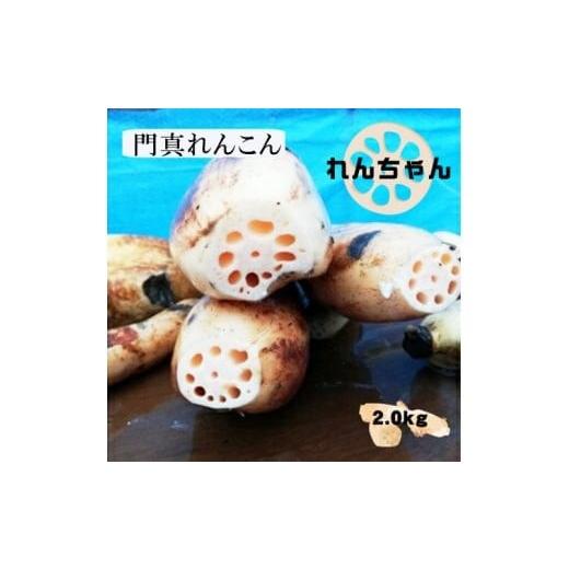 ふるさと納税 人参・大根・他根菜 大阪府 門真市 門真れんこん『れんちゃん』2.0kg 門真れんこん れんこん もっちりとした食感 河内レンコン 幻のレンコン…