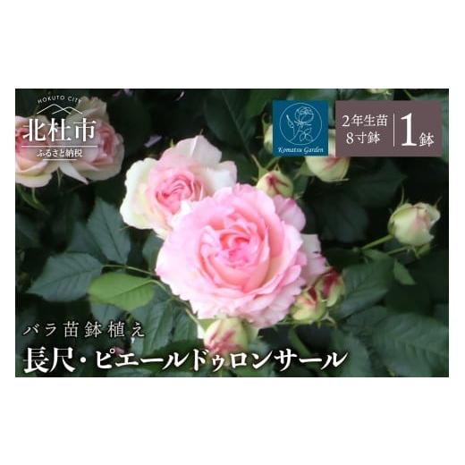 ふるさと納税 雑貨・日用品 花 山梨県 北杜市 2026年2月以降発送 バラ苗鉢植え「長尺・ピエールドゥロンサール」 バラ苗 1鉢 ノイバラ台木 つる性 長尺 弱い…