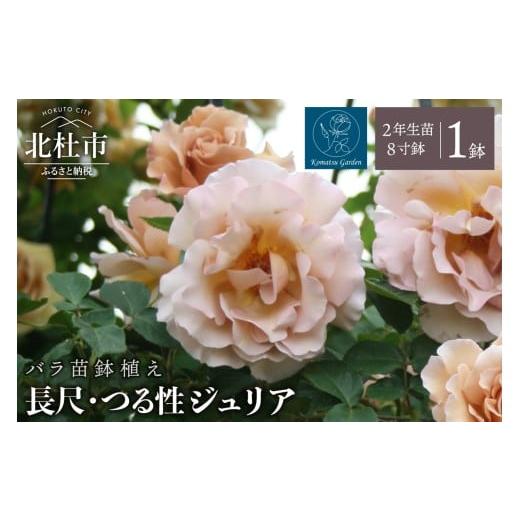 ふるさと納税 雑貨・日用品 花 山梨県 北杜市 2026年2月以降発送 バラ苗鉢植え「長尺・つる性ジュリア」 バラ苗 1鉢 ノイバラ台木 花 長尺 つるバラ 丸弁 …