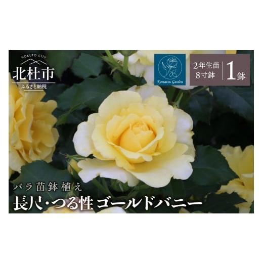 ふるさと納税 雑貨・日用品 花 山梨県 北杜市 2026年2月以降発送 バラ苗鉢植え「長尺・つる性ゴールドバニー」 バラ苗1鉢 ノイバラ台木 花 長尺 つるバラ …