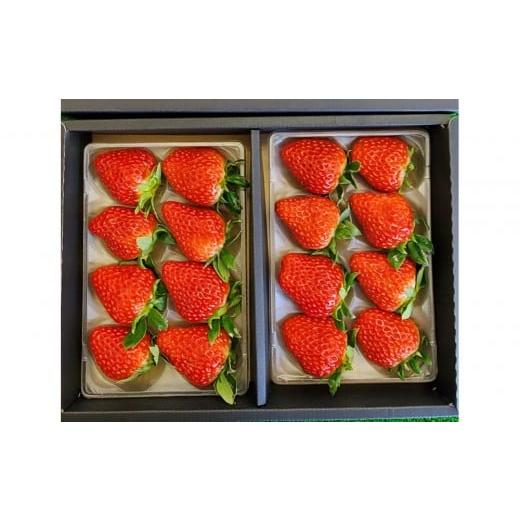 ふるさと納税 いちご 徳島県 徳島市 いちご 約250g×2 かおり野/紅ほっぺ/ベリーポップすず から1〜2品種お届け