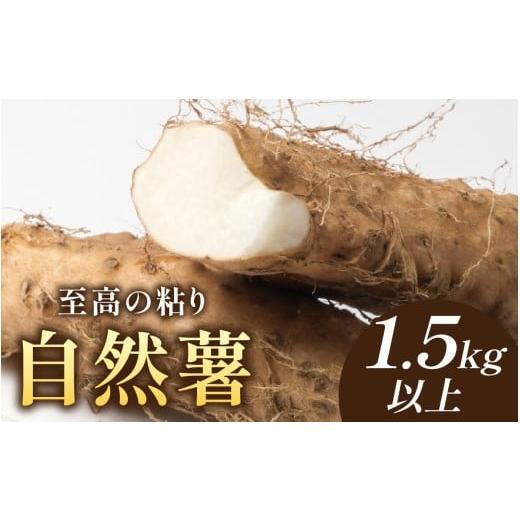 ふるさと納税 人参・大根・他根菜 福井県 南越前町 期間限定 自然薯 1.5kg以上 自然薯 1.5kg以上