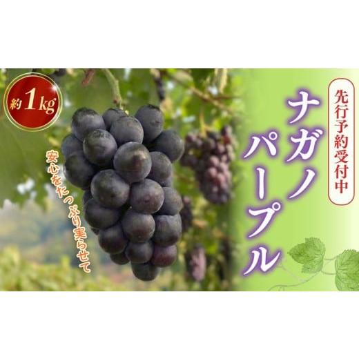 ふるさと納税 果物類 ぶどう 静岡県 牧之原市 先行予約受付 2026年度産 ナガノパープル 令和8年度産 約1kg 先行予約 8月初旬以降発送人気 数量限定 フルーツ …