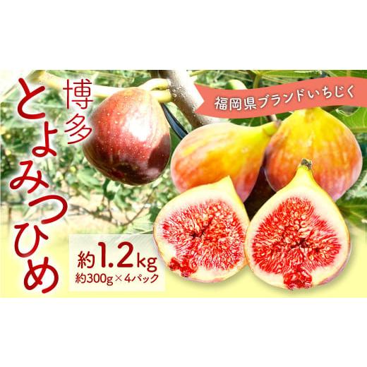 ふるさと納税 果物類 福岡県 太宰府市 福岡県 ブランド いちじく「博多とよみつひめ」4パック フルーツ 果物 くだもの 2026年8月下旬〜2026年10月下旬発送予定…