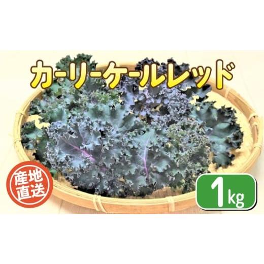 ふるさと納税 野菜類 山口県 下関市 期間限定 カーリーケールレッド 1kg 栽培期間中農薬不使用 旬の野菜 野菜 産地直送 期間限定 人気 出荷時期限定 野菜 国…