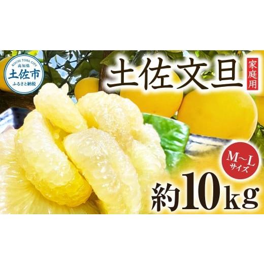 ふるさと納税 みかん・柑橘類 高知県 土佐市 文旦 約10kg M~Lサイズ 24~30玉 ぶんたん ブンタン フルーツ 柑橘 みかん 果物 くだもの 柑橘類 デザート 家庭用 …