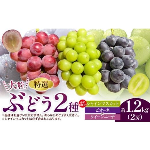 ふるさと納税 果物類 ぶどう 岡山県 浅口市 特選 大粒 ぶどう 2種 セット 約1.2kg ( 2房 ) シャインマスカット + ピオーネ or クイーンニーナ 株式会社日本植…
