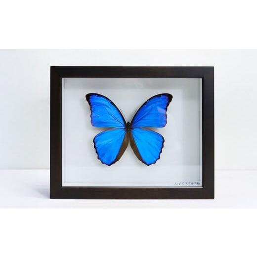 ふるさと納税 雑貨・日用品 インテリア 岡山県 美咲町 昆虫標本箱(ドイツ箱) モルフォ蝶 1頭入 / 標本箱 箱 ケース 標本 蝶 蝶々 インテリア オブジェ