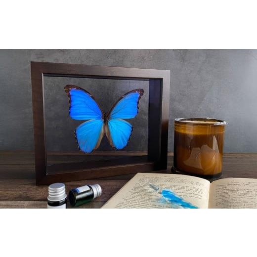 ふるさと納税 雑貨・日用品 インテリア 岡山県 美咲町 昆虫標本 Flying Morpho Butterfly(空を翔ぶ宝石) モルフォ蝶 / 標本箱 箱 ケース 標本 蝶 蝶々 イン…
