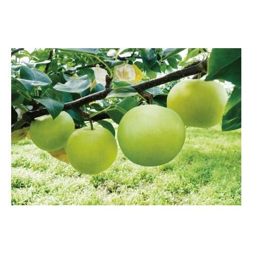 ふるさと納税 梨 鳥取県 岩美町 2026年 先行予約 なつひめ 3kg|鳥取 東光園 梨 2026年収穫後 2026年8月下旬頃〜順次発送 着日指定不可 41066