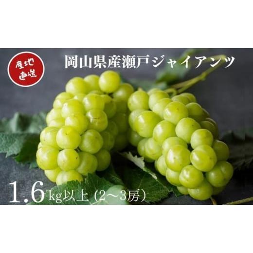 ふるさと納税 ぶどう 岡山県 高梁市   厳選 瀬戸ジャイアンツ 2〜3房 合計1.6kg以上 産地直送 朝採れ ぶどう 葡萄 Kawahara green Farm 岡山県産 …