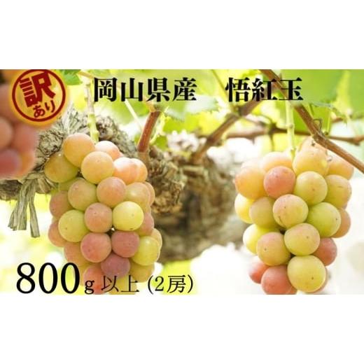 ふるさと納税 ぶどう 岡山県 高梁市   訳あり 悟紅玉 旧ゴルビー 2房(計800g以上) 産地直送 朝採れ ぶどう 葡萄 岡山 Kawahara green Farm 岡山県…