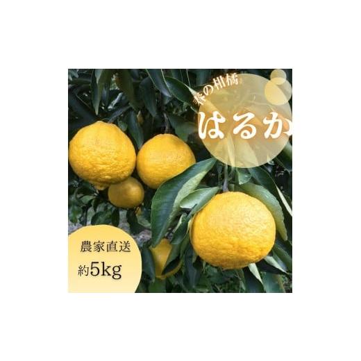 ふるさと納税 みかん・柑橘類 和歌山県 有田市 540. はるか(A540-1)