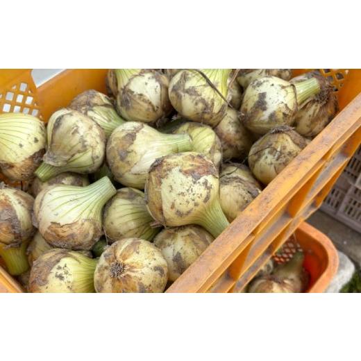ふるさと納税 野菜類 玉ねぎ 兵庫県 南あわじ市  新玉予約 中山さんちから直送 淡路島たまねぎ５kg  R8.3月下旬〜発送 新玉 5kg（使いやすいM〜Lサイズ 20個…の画像