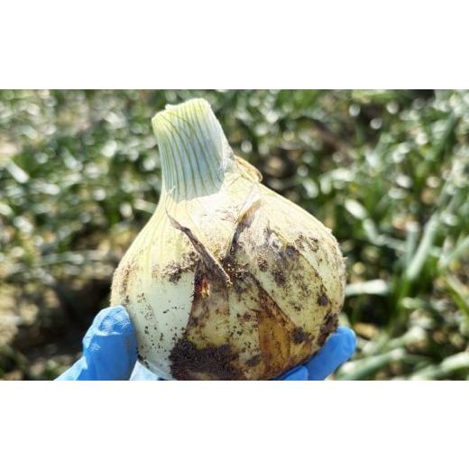 ふるさと納税 野菜類 玉ねぎ 兵庫県 南あわじ市  新玉予約 中山さんちから直送 淡路島たまねぎ10kg  R8.3月下旬〜発送 新玉 10kg（使いやすいM〜Lサイズ 40…の画像